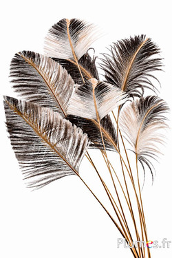Panicule struzzo calamo dorato - 38-42 cm - naturale